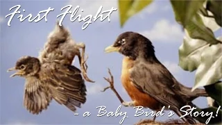 First Flight - a Baby Bird's Story!