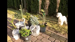 Unpacking rare conifers. A quick overview - Pinus ponderosa penaz - Cedrus Vink's Golden