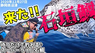 釣り人の憧れ！イシガキダイを釣る。超ライト石鯛｜釣りキチ海賊団「釣果ですよっ」in静岡県沼津市