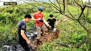 Detected 100 King Cobras Eating Dew And Mating | Mike Vlogs