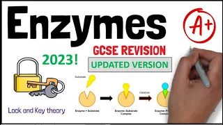 ENZYMES GCSE 9-1 Unit 1 Revision - UPDATED VERSION / A* Grade - KS4 Science / IGCSE Biology