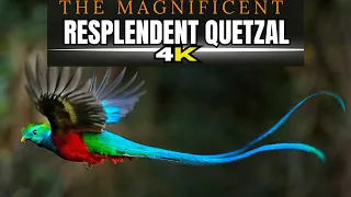 The Magnificent Resplendent Quetzal Jewel of the Cloud Forests