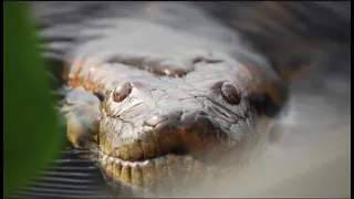 Qué Pasa con las Anacondas