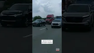 Gaggle of Geese Shooed Across Ohio Highway #shorts