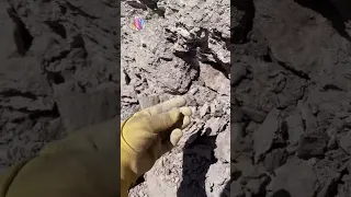 Fossil finding in Arizona #shorts #geology #rocks #Fossils  ￼￼