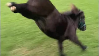 Since you guys love watching this- here’s an extended version of Jewel galloping and bucking 😂