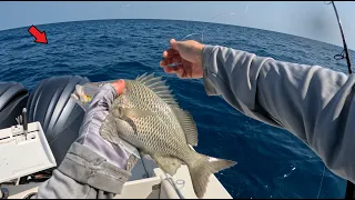 Fishing BIG Live Baits ALONE 50 Miles Offshore In The GULF of MEXICO