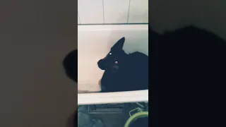 Собака в ванной, прикол,хаски, Dog lol.