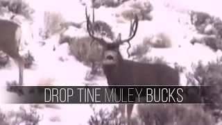 DROP TINE Mule DEER - Winter Range Wildlife (Migration)