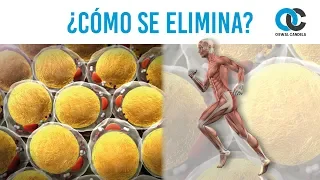 Cómo se elimina la grasa - Fisiológicamente