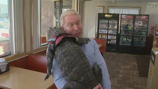 Meet Wally- the Emotional Support Alligator