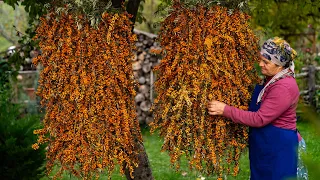 🌱 Nature's Bounty: Harvesting Wild Sea Buckthorn and Making Treats