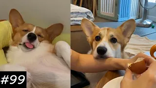 If You Want To Get A Corgi Watch This 😂🐶 | Funny Corgi Video