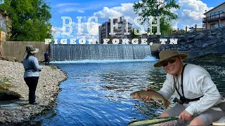 BIG RAINBOW TROUT in PIGEON FORGE, TN