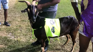 Buccoo Easter Goat Race 2023