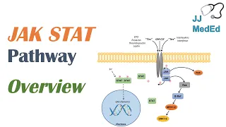 JAK-STAT Signaling Pathway