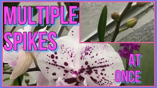 How I Get Multiple Spikes On My Phalaenopsis Orchids. Orchid Care For Beginners.