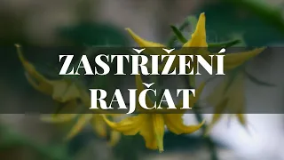 Zastřižení rajčat