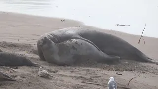 Happy to see many elephant seal babies