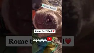 Full video at https://youtu.be/WzCQb7WF5Zc #pitbullsofyoutube #romethepitbull #biscayne #beach