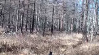 mongolian wild boar hunting