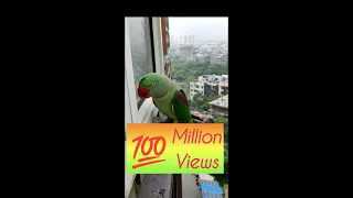 Friendly Talking Parrot Calling Mummy in Lockdown