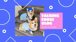 How Talking Dogs Produce a VIRAL Video!