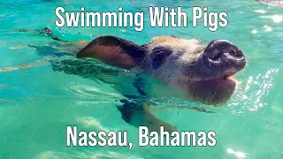 Swimming with Bahama Pigs - Nassau Excursion from Carnival Freedom
