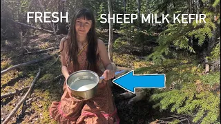 Making Fresh Kefir From our Icelandic Sheep : Alaskan Homestead