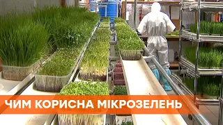 Микрозелень: что это такое, польза и как ее выращивают