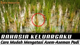 CARA AMPUH MENGATASI ASEM-ASEMAN PADA TANDUR (TANAMAN PADI)