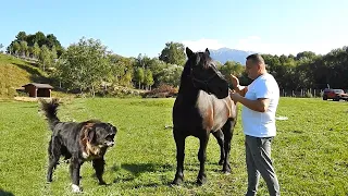 BESTIA BRUNO, CIOBANESCUL CARE AR MANCA ORICE OM SI UN CAL SEMIGREU LA DOMNUL FLORIN STANICA.BRAN