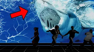 Why No Aquarium On Earth Has Great White Sharks