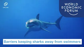 Magnetic barrier keeping sharks away from swimmers | UpLink