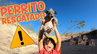 Exploro la Montaña de los PERROS SALVAJES y Rescato un PERRITO