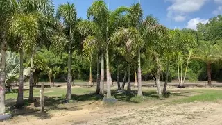 Foxtail Palms Farm/The Tree Planters/Central Florida's Premier Tree Installer for 50 Years.