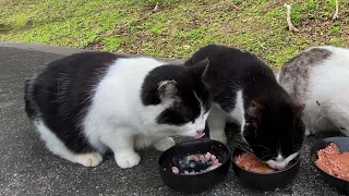 【BGM付き】4匹の腹ペコの野良猫達がご飯を食べる　Four hungry stray cats eat breakfast