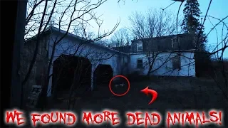 WE FOUND MORE DEAD ANIMALS INSIDE THE HAUNTED FARM (CATS)