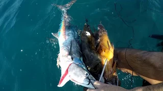 spearfishing israel דיג בצלילה חופשית ישראל