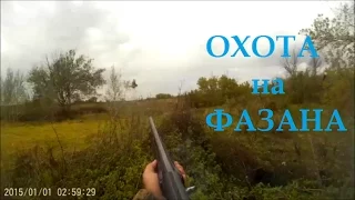 Охота на Фазана. Hunting for pheasant 2016