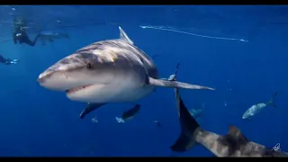 Bull Sharks - Cinematic Shark Clips ( @WildlifeWithRyan 2022 ) #BullShark #4k