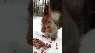 Белка ест орешки. Давно не снимал с такого ракурса / Squirrel eats nuts