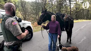 A woman, her dogs and her horse find missing toddler in the woods