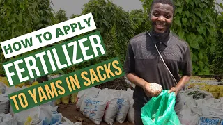 HOW TO APPLY FERTILIZER TO YAMS IN SACKS/ how to plant yam/ yam farming/ step by step to yam farming