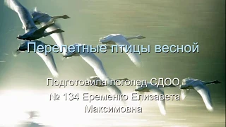 перелетные птицы весной