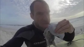 Portuguese Man O' War Sting Test