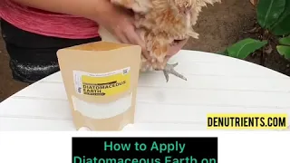 How to Apply Diatomaceous Earth on your Pet Chickens - DENutrients Diatomaceous Earth