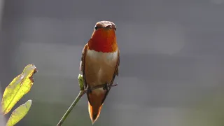 Allen's Hummingbird:  Male and female.