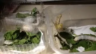 My Silkworm Spinning its Cocoon (Time Lapse)