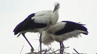 Семья аистов, первая встреча! Новгородская область. (Stork)